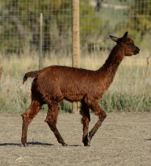 Shambalah's Arlo Guthrie