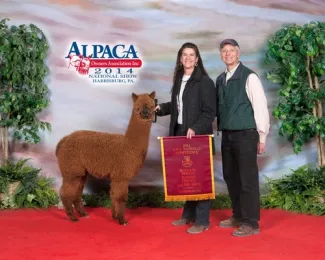 Majestic Meadows Awethum - Thank YOU Happy Hounds Alpaca Ranch - Laurie Mccallum Hoffman And Dillon