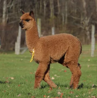 Majestic's Fast and Furious - SOLD - Central HILL Alpaca FARM - THE Gilmore Family