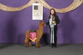 Majestic's Dominant - SOLD TO Aaron And Connie Konrardy OF Sugarland Alpacas