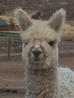 Moral Fibre Alpaca