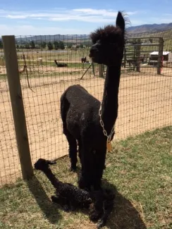 Moral Fibre Alpaca