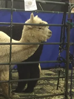 Moral Fibre Alpaca