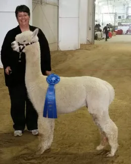 Moral Fibre Alpaca