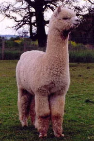 Moral Fibre Alpaca