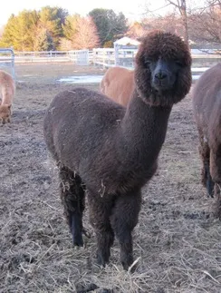 Windy Farm Alpacas