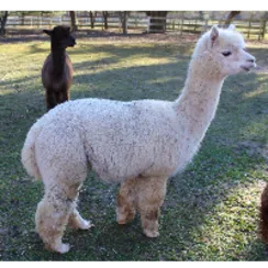 Windy Farm Alpacas