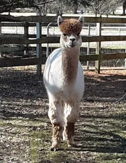 Windy Farm Alpacas