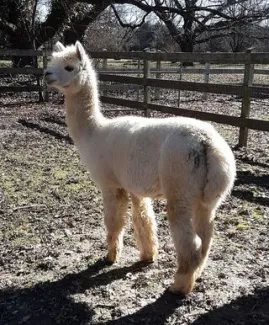 Windy Farm Alpacas