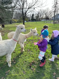 Shalimar Alpacas