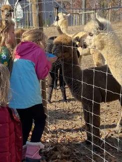 Rainbow Magic Alpaca Farm