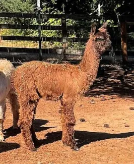 Big Timber Alpacas, LLC