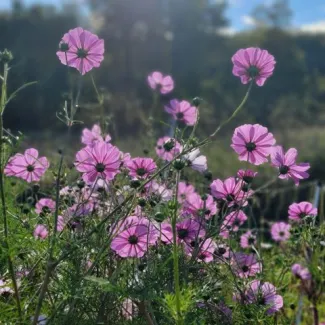 Rivulet Flower Farm