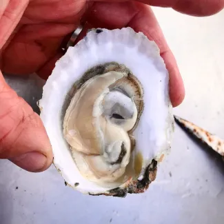 Damariscotta River Oysters