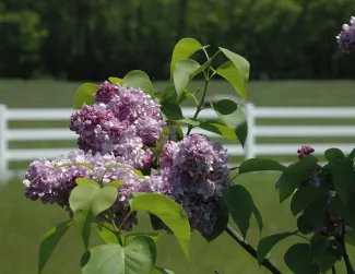 The Gardens at Pineland Farms