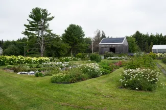 Salt Farm Flowers