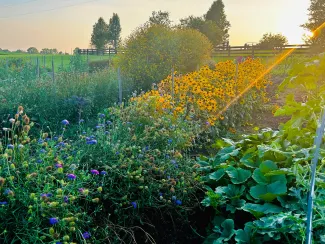 Bountiful Blooms Farm