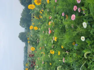 Mulberry Orchard