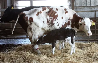 Stutzman Dairy Farm