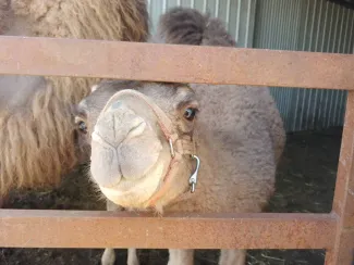 River Jordan Camel Dairy Farm