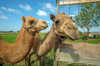 River Jordan Camel Dairy Farm