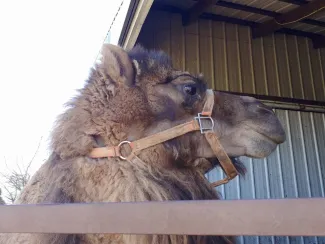 River Jordan Camel Dairy Farm