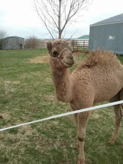 River Jordan Camel Dairy Farm