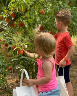 Weston Orchard