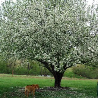 86th Street Orchard