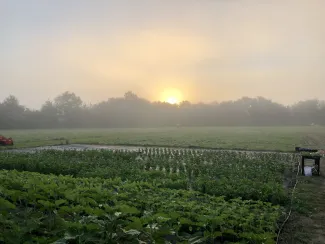 Blossom Lane Farm