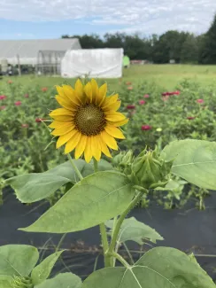 Blossom Lane Farm