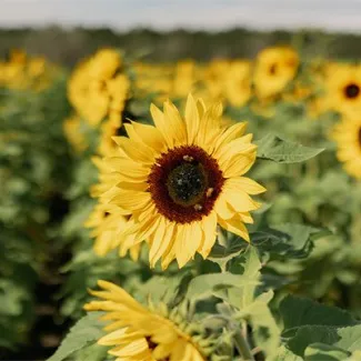 Atwood Family Farm