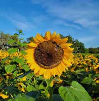 Sweetfields Farm