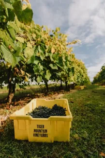 Tiger Mountain Vineyards