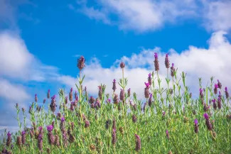 Ali'i Kula Lavender Farm