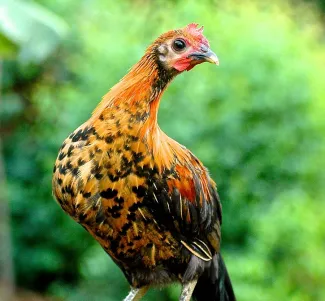 Leilani Farm Sanctuary