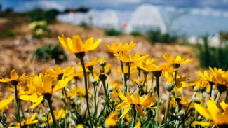 Purple Sage Farms