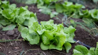 Purple Sage Farms