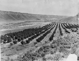 Kelley's Canyon Orchard