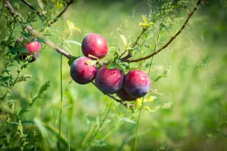 Kelley's Canyon Orchard