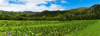 Malama Kauai Community Farm