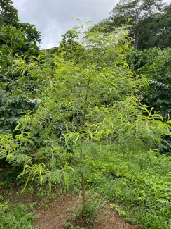 Hawai'i Agricultural Research Center