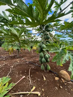 Hawai'i Agricultural Research Center