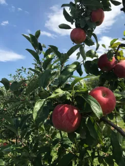 Dittmar Farms & Orchard