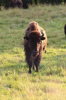 Creamery Brook Bison