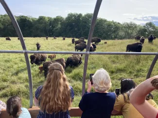 Creamery Brook Bison