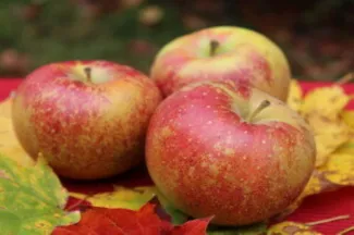 Blue Jay Orchards