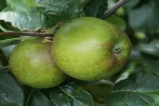 Blue Jay Orchards