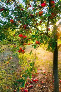 Blue Jay Orchards