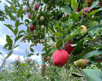 Rogers Orchards